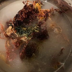 Full spectrum purple sea moss/natural Shea butter